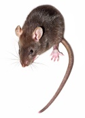 Krysa obecná  